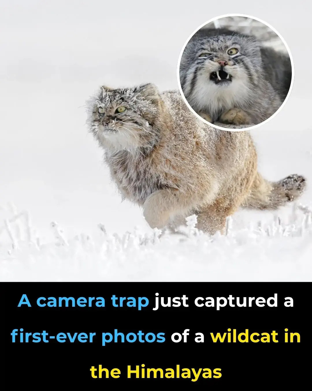 Los científicos capturan al gato gruñón del Himalaya frente a la cámara por primera vez