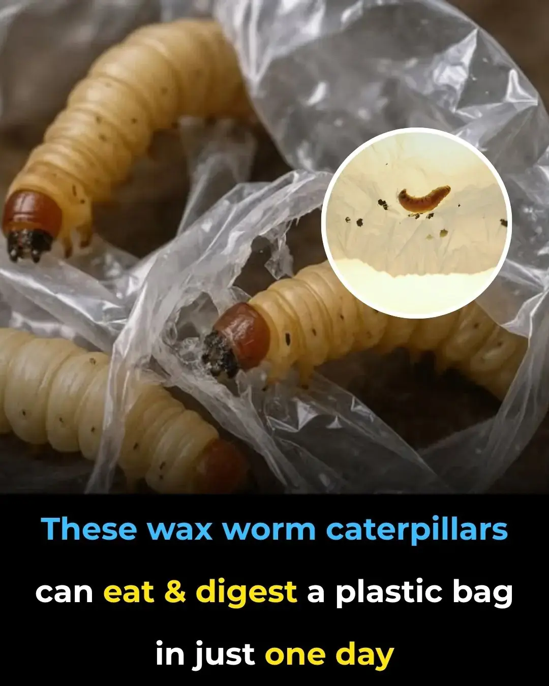 Estas orugas del gusano de cera pueden comer y digerir una bolsa de plástico en solo un día