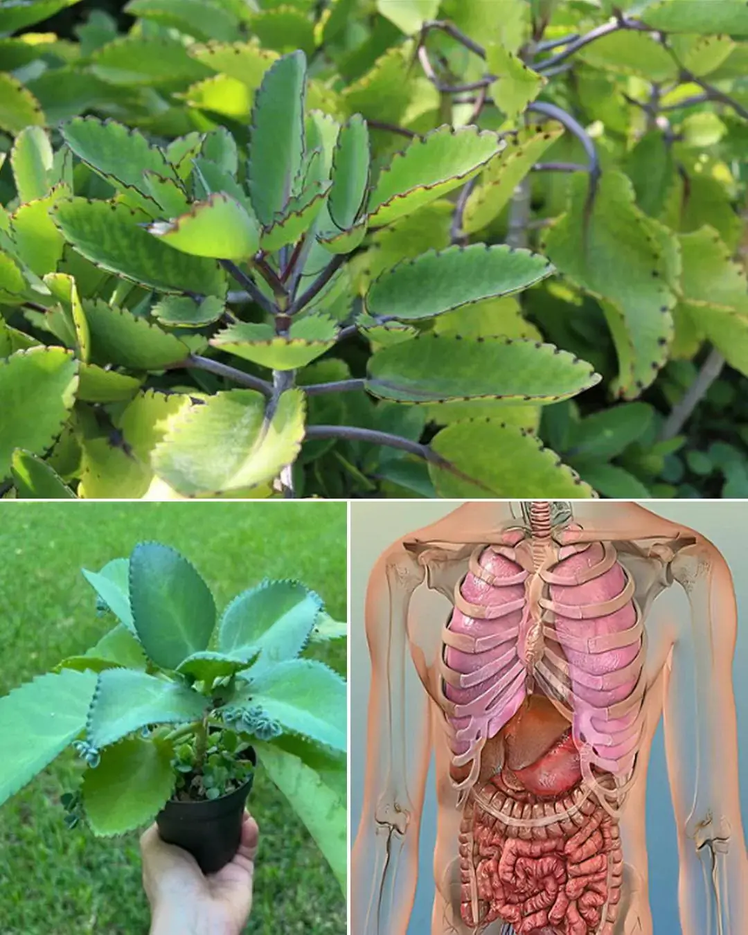 Bryophyllum Calycinum (Kalanchoe Pinnata): beneficios y usos