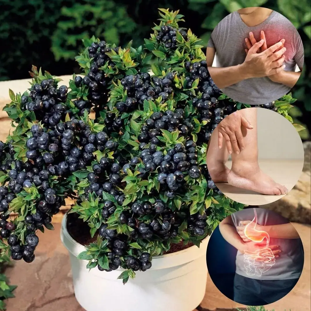 Arándano de hoja perenne (Vaccinium ovatum): beneficios, usos y guía de cultivo