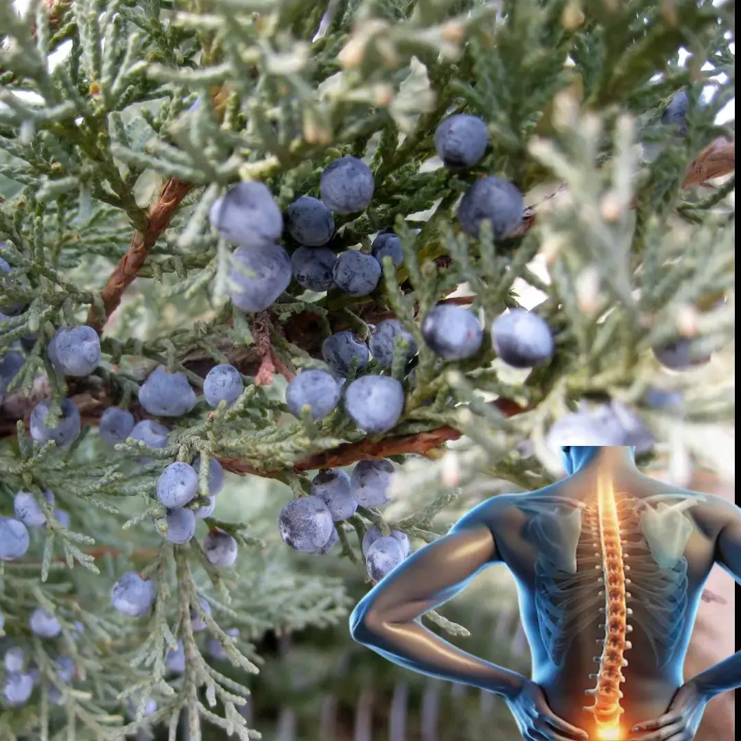 Juniper: una guía completa de sus beneficios y usos