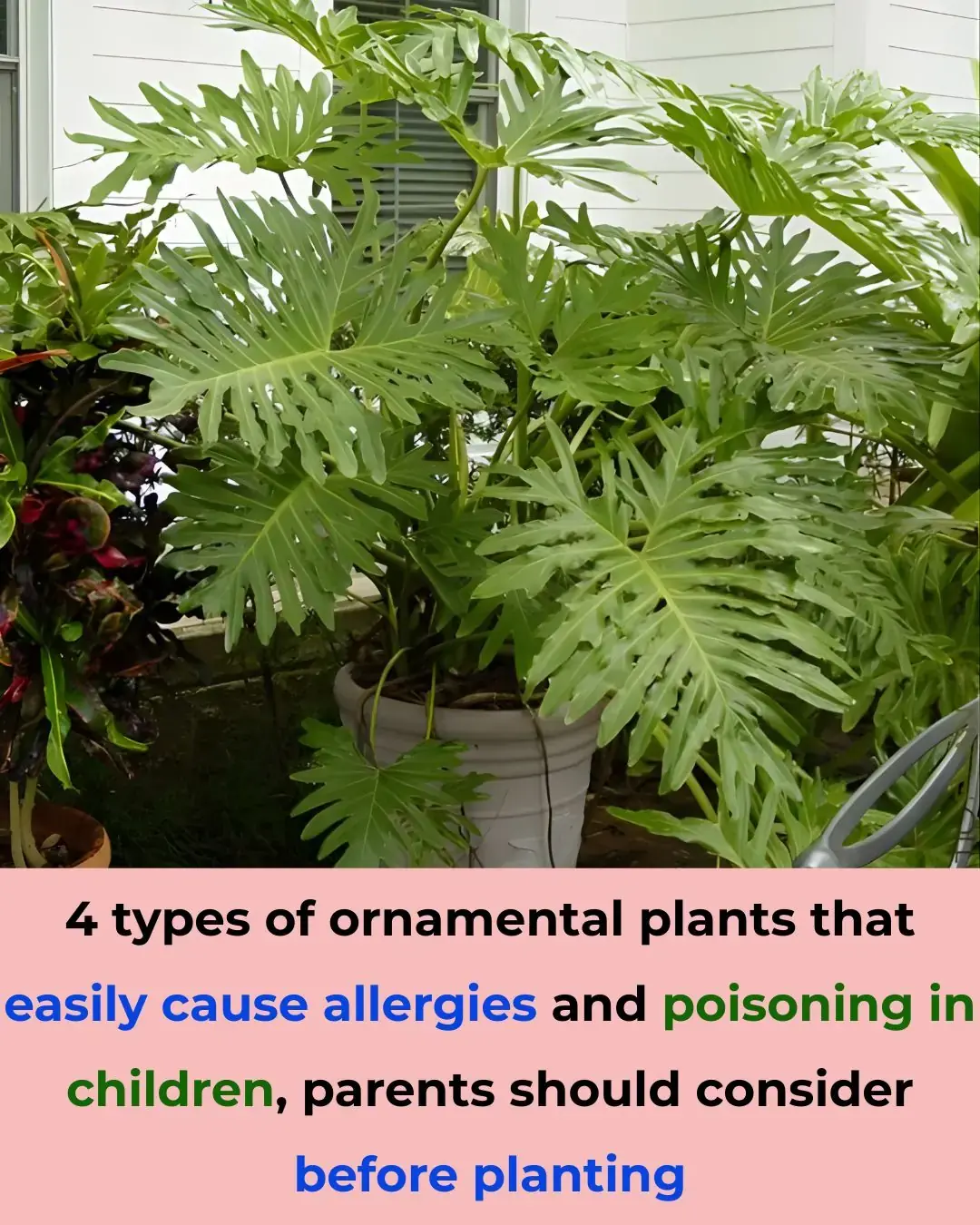 4 tipos de plantas ornamentales que fácilmente provocan alergias e intoxicaciones en los niños, los padres deben considerar antes de plantar