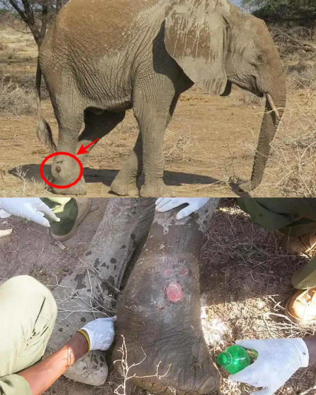 La segunda oportunidad de un gigante cojo: el joven elefante que se negó a caer.