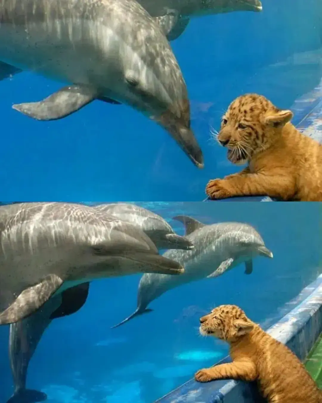 Cuando un ligre conoció a los delfines.