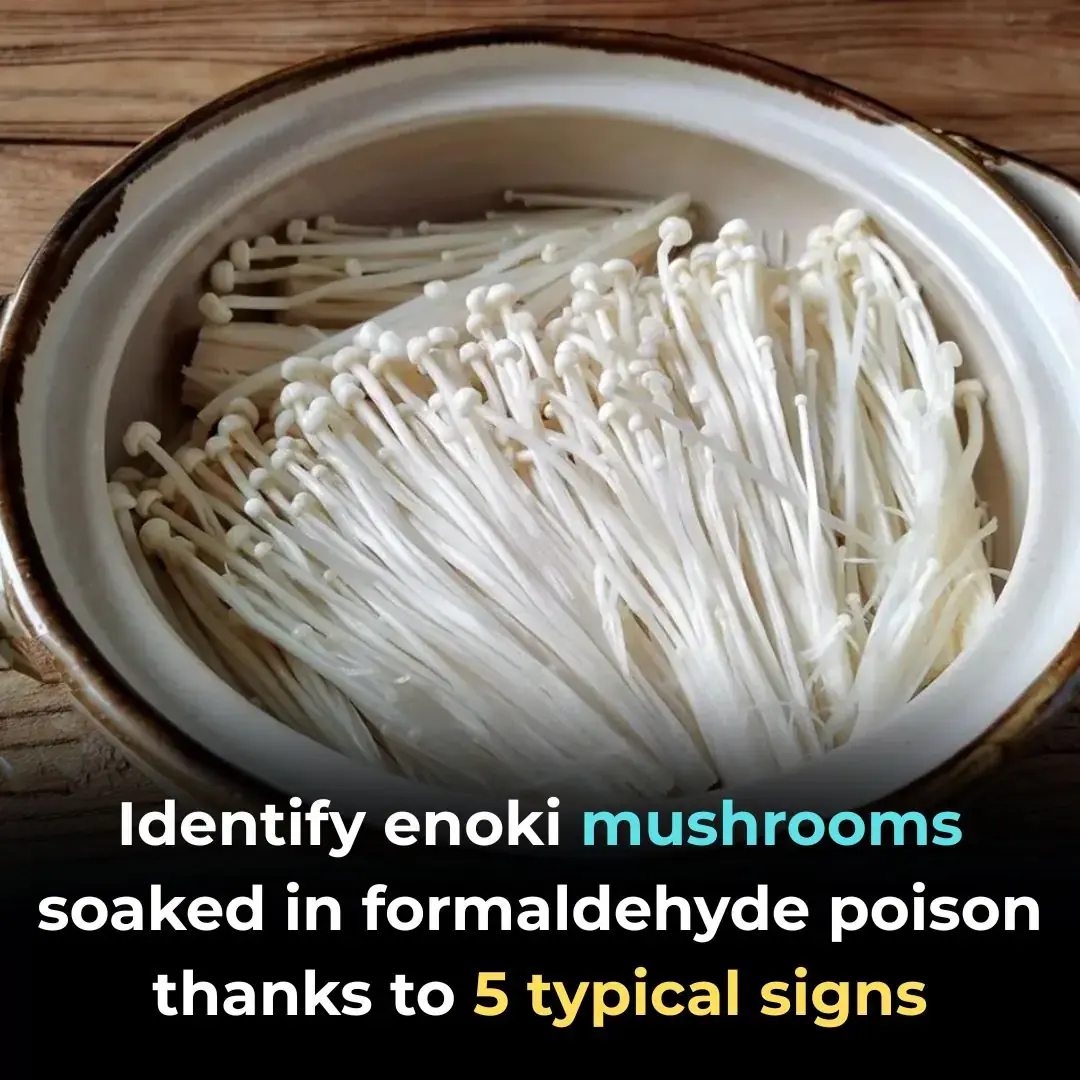 Identifica los hongos enoki empapados en veneno de formaldehído gracias a 5 signos típicos