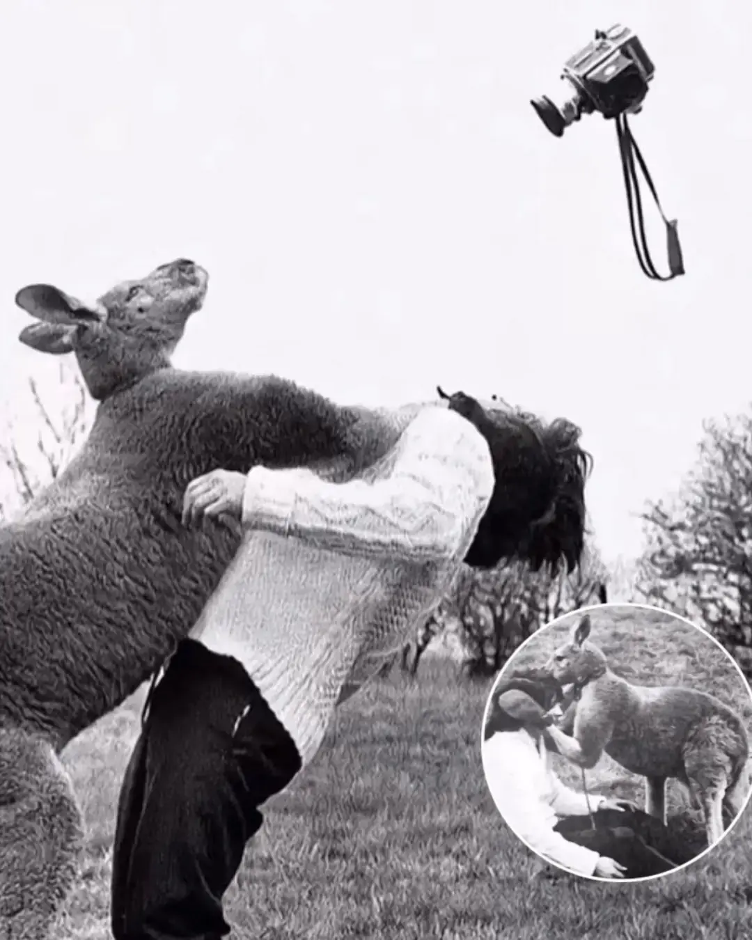 El puñetazo que se convirtió en pata: el momento improbable de un fotógrafo con un canguro