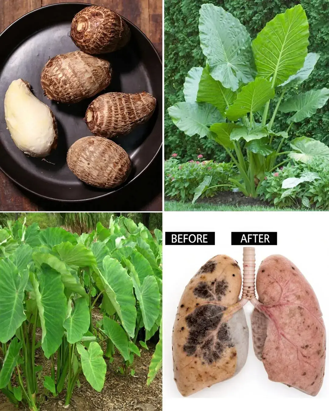 Beneficios y usos del taro (Colocasia esculenta)