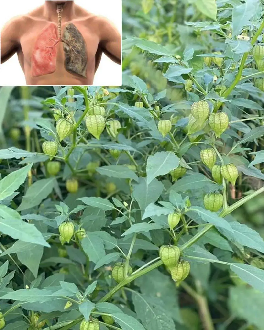 Uchuvas (Physalis peruviana): una fuente inagotable de nutrientes para la salud y la visión