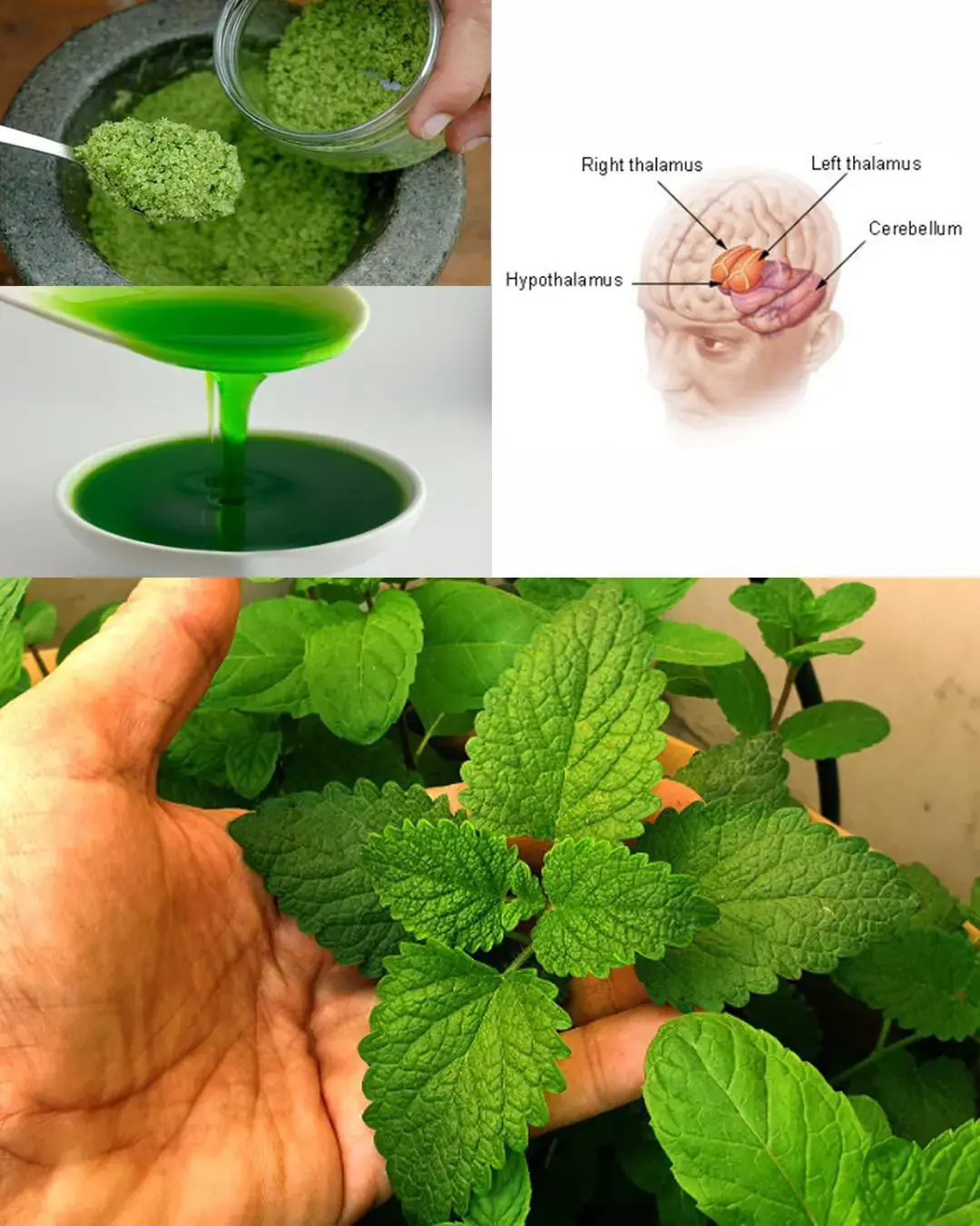 Menta: la hierba milagrosa para la salud, la curación y el refresco