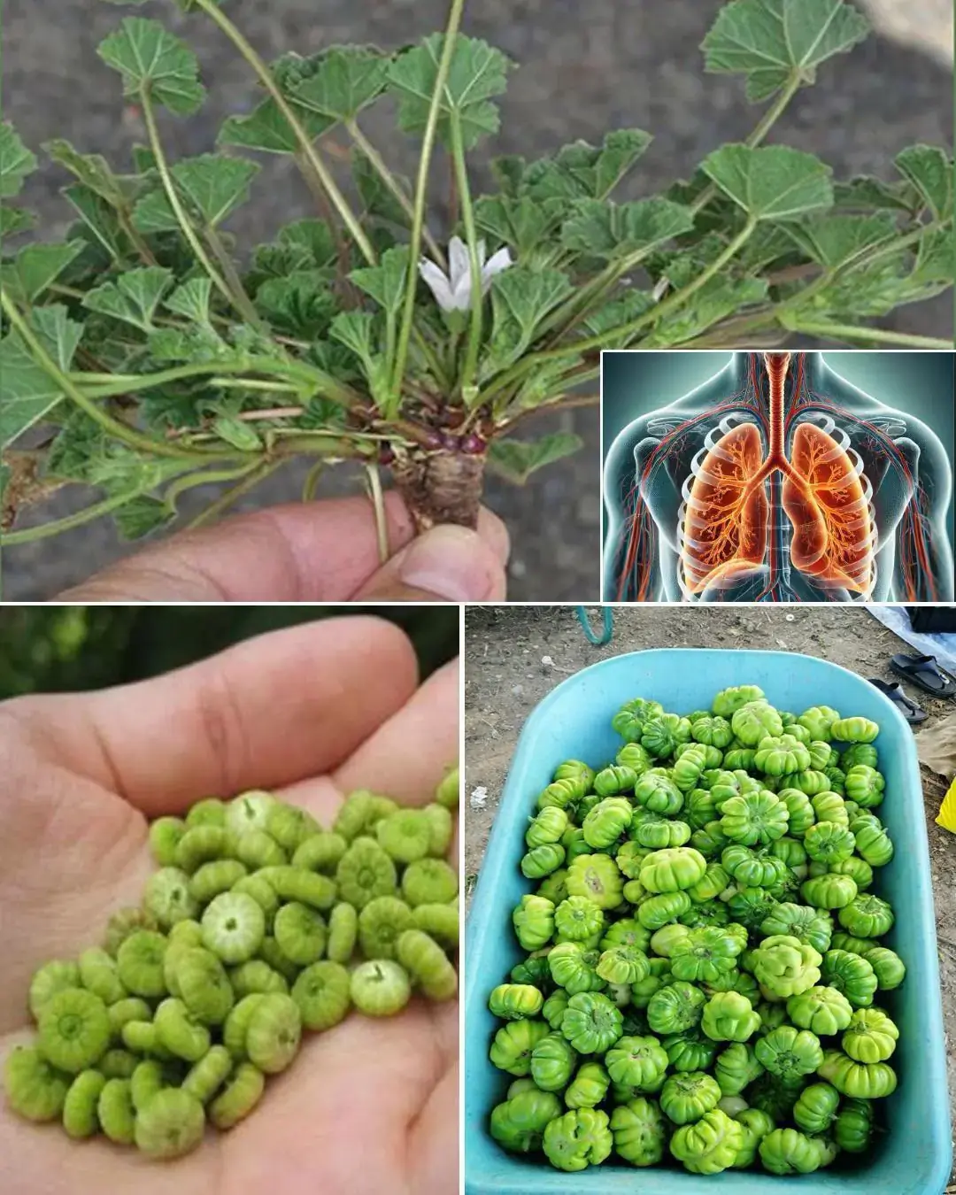 Explorando los beneficios para la salud de la malva común: una potencia nutricional