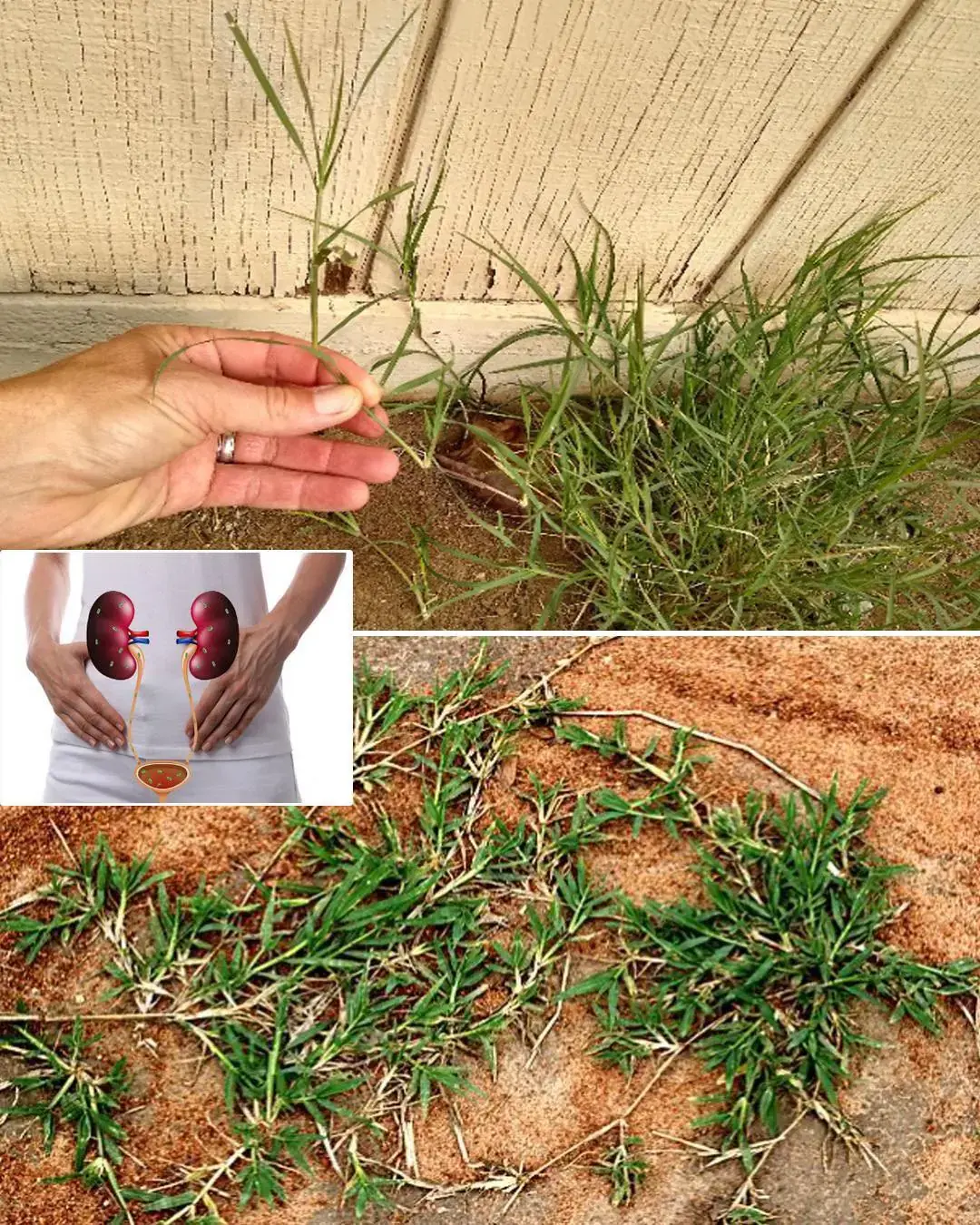 Cynodon dactylon (Hierba Bermuda): Beneficios y usos