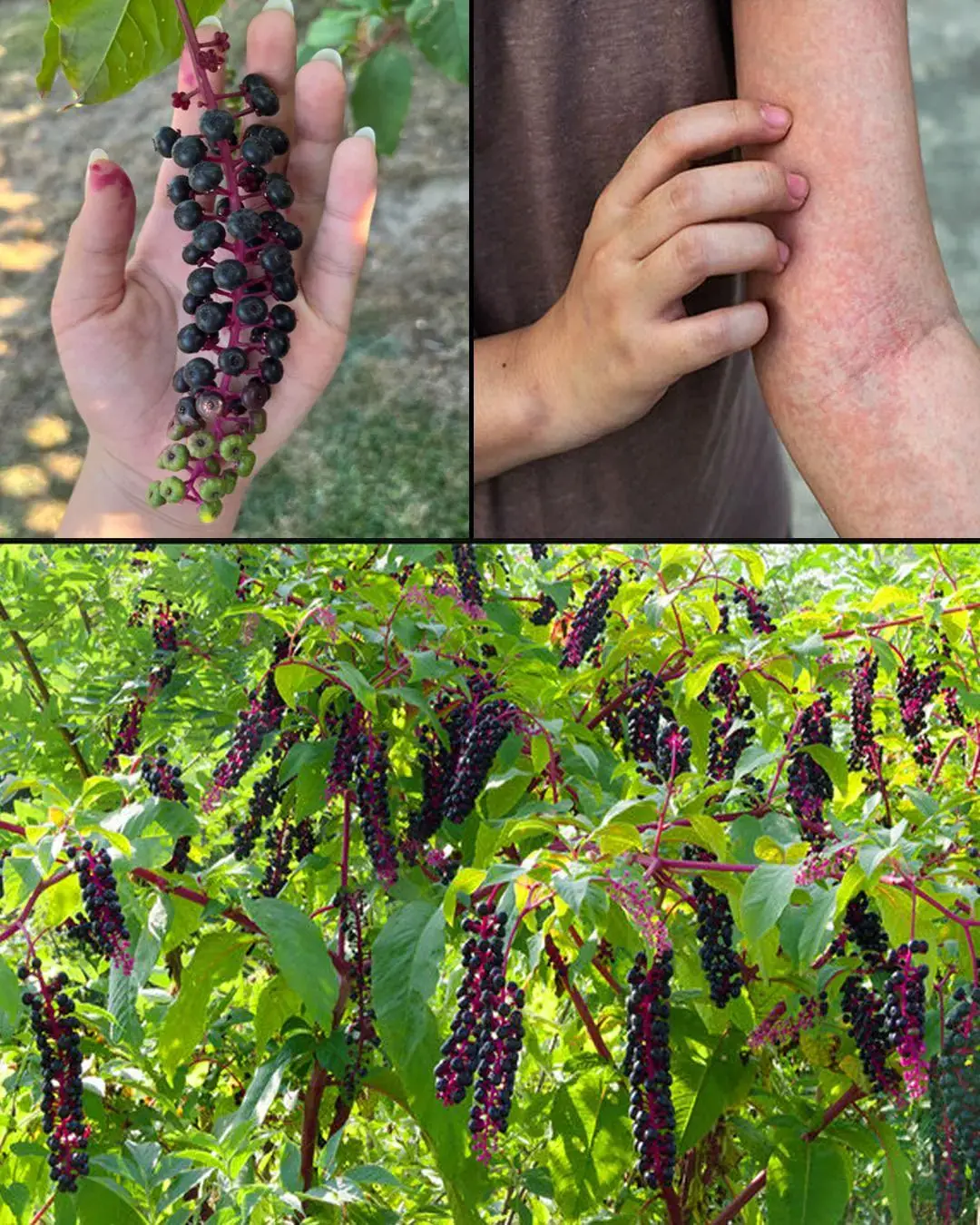 Hierba carmín: la planta atractiva pero altamente tóxica que crece en su patio trasero