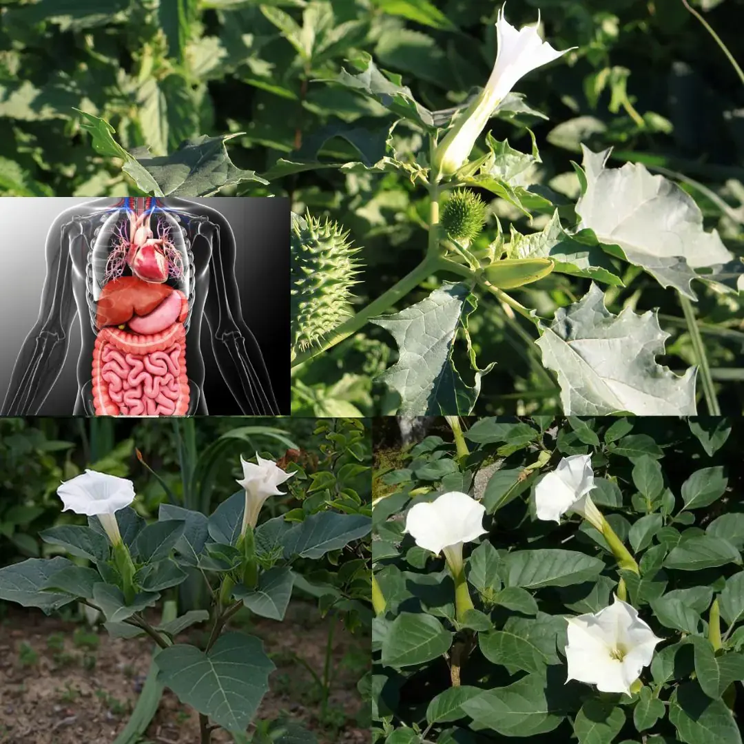 El género Datura: por qué debería mantenerse alejado de estas plantas tóxicas