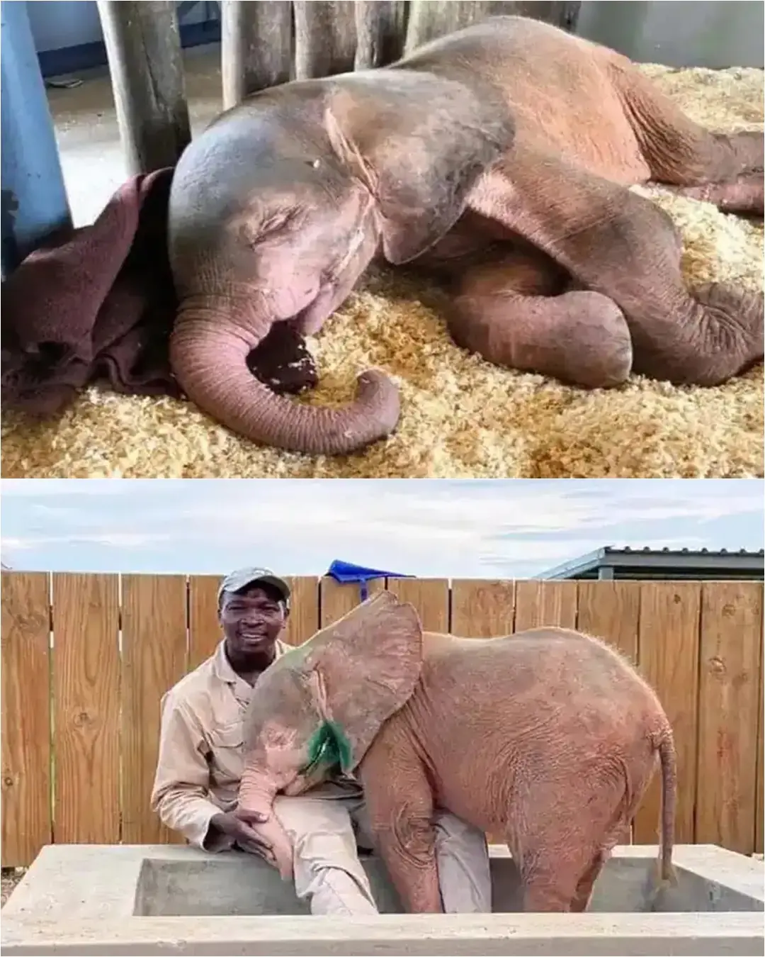 Khanyisa: el elefante albino que se negó a darse por vencido.