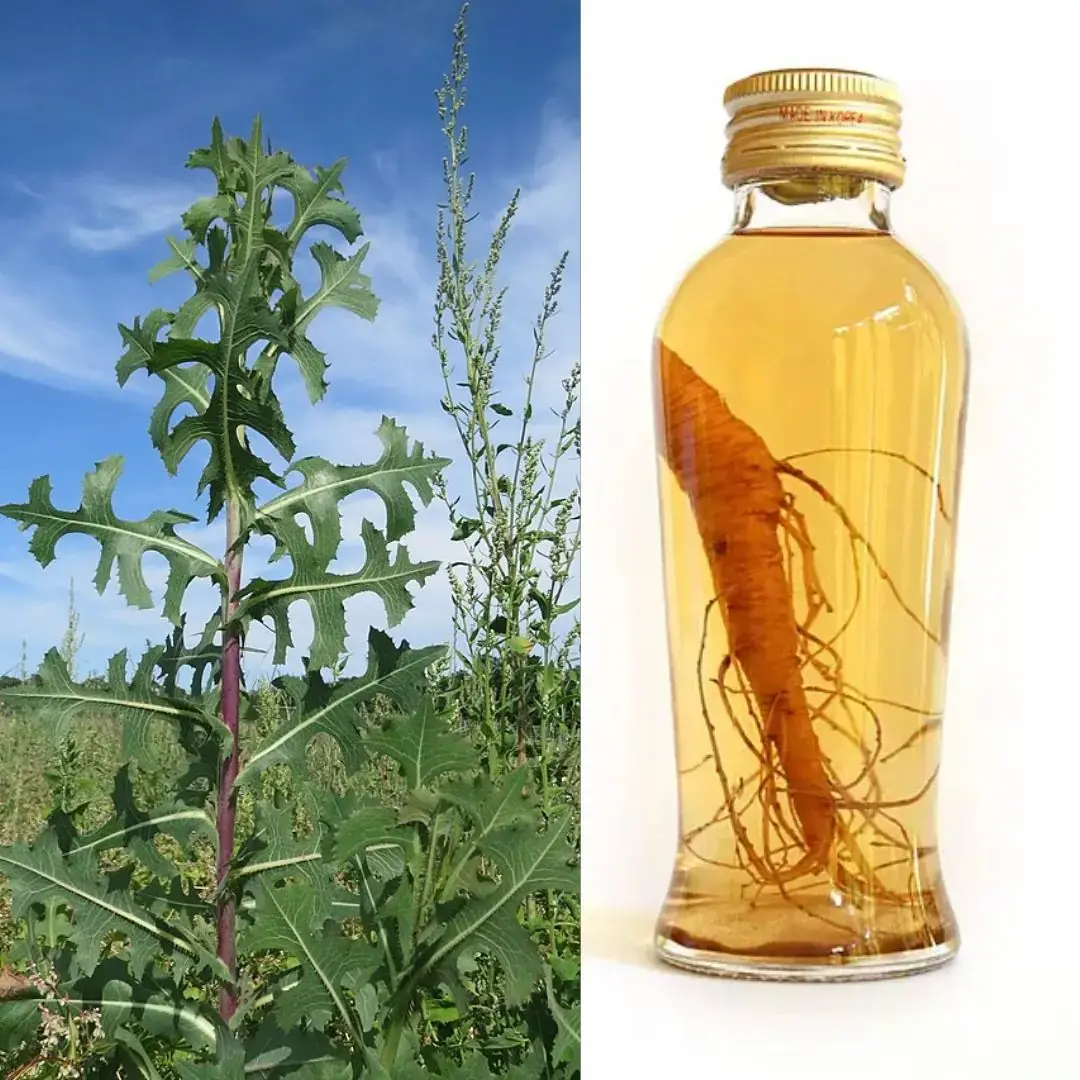 Raíz de lechuga silvestre: beneficios, usos y propiedades naturales para aliviar el dolor