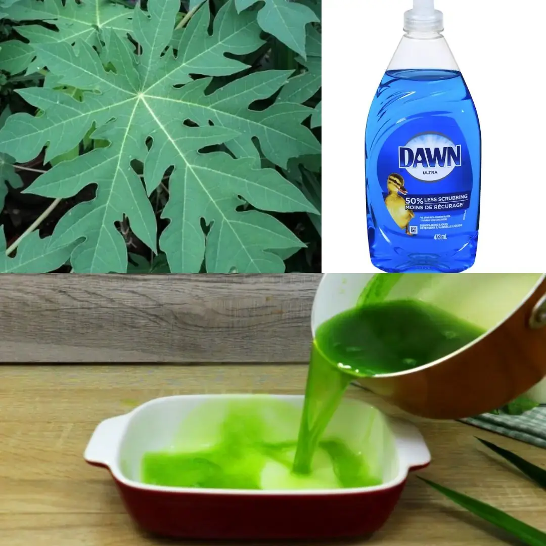 Convierta las hojas de papaya en un potente detergente casero