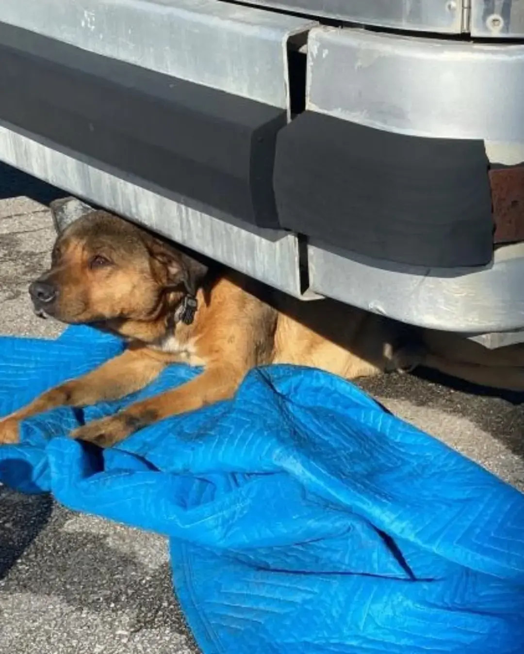 De la tragedia al triunfo: Pabellón de perros paralizados da sus primeros pasos hacia la recuperación