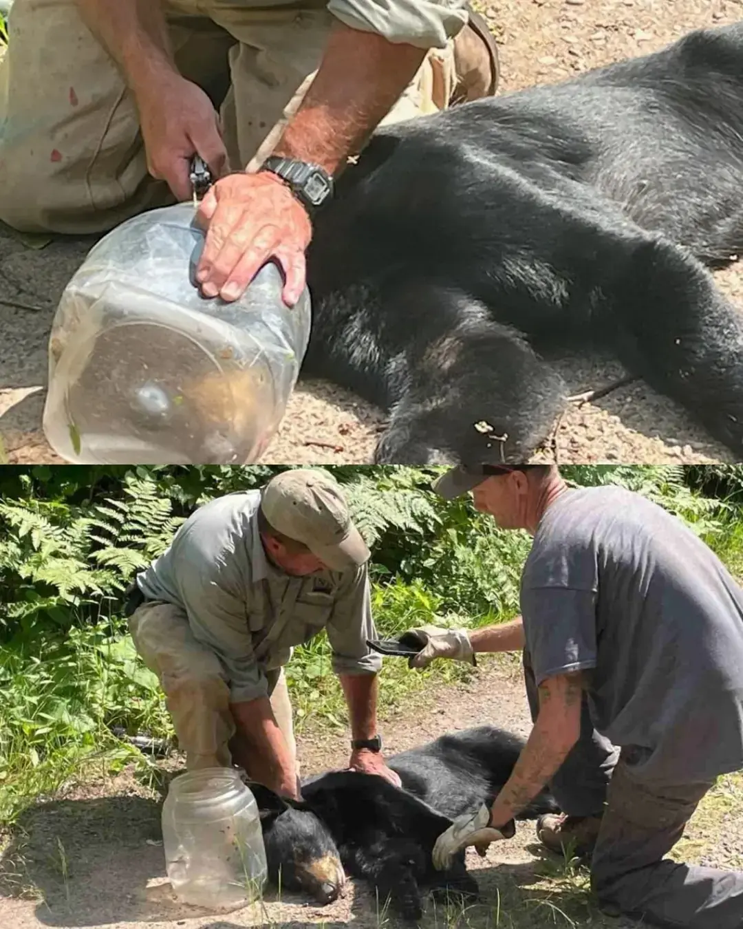 Oso negro de Wisconsin liberado después de una lucha de ocho días con un frasco de plástico en la cabeza
