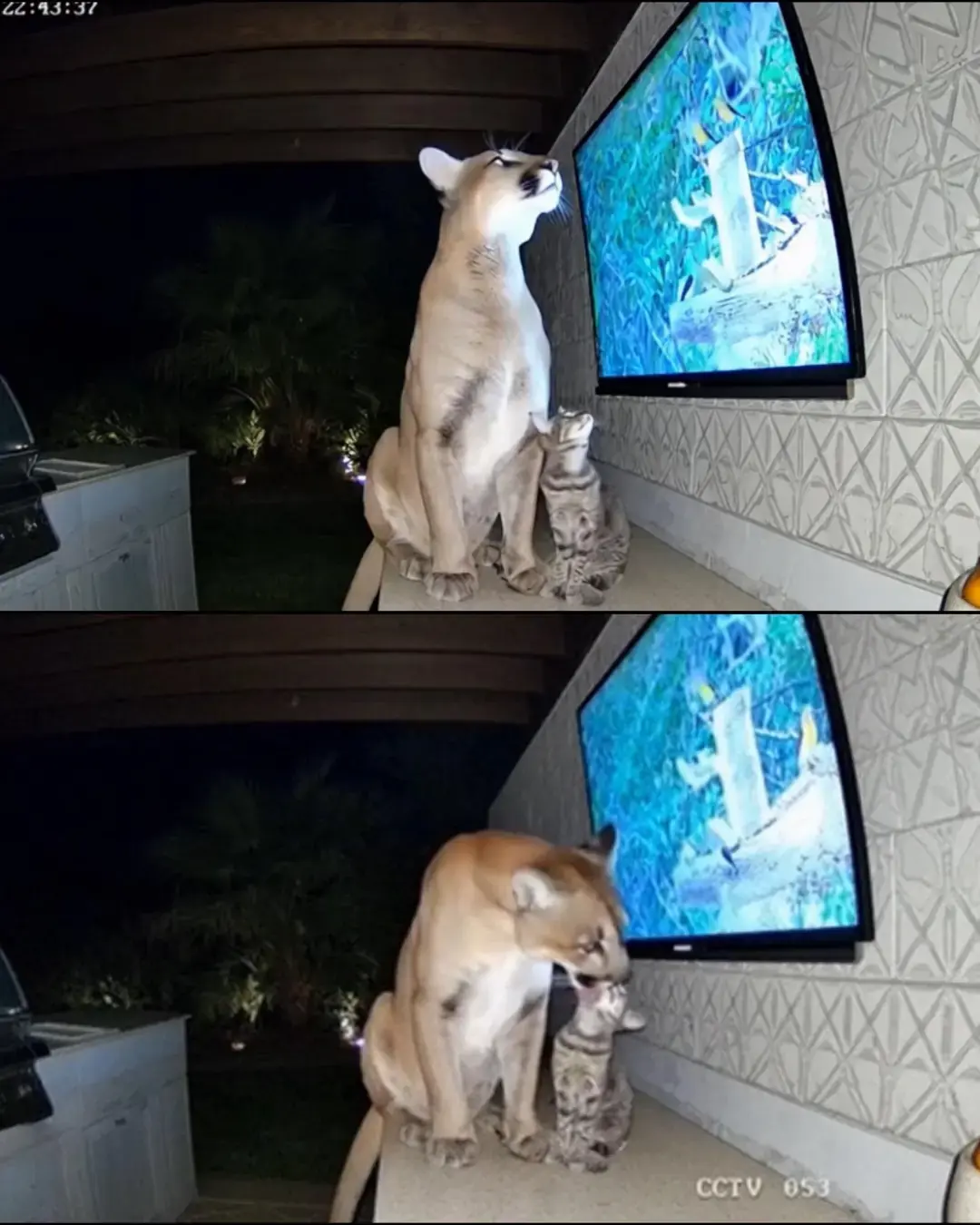 La noche en que lo salvaje volvió a casa: la gentil visita de un puma