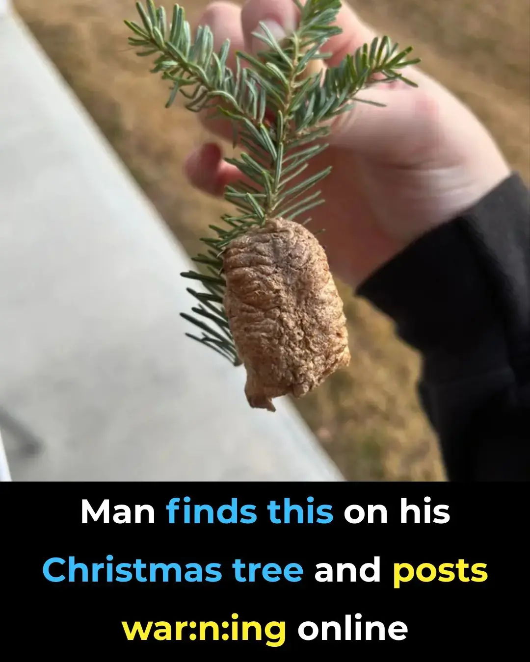 Descubrimiento increíble: huevos de mantis religiosa encontrados en un árbol de Navidad